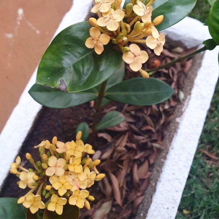 Foto de ixora 14 - 17