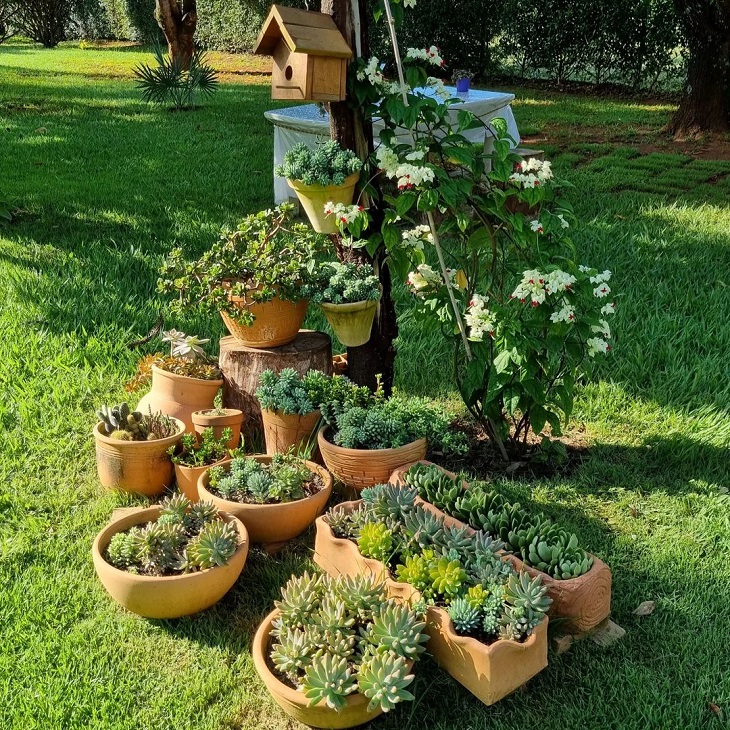 Foto de mini jardim de suculentas 10 - 12