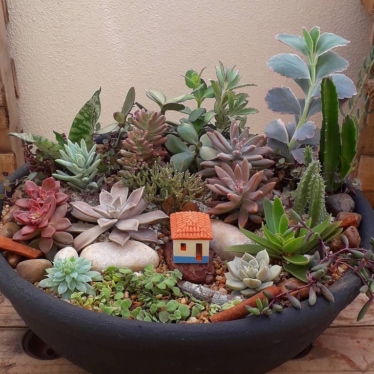 Foto de mini jardim de suculentas 13 - 15