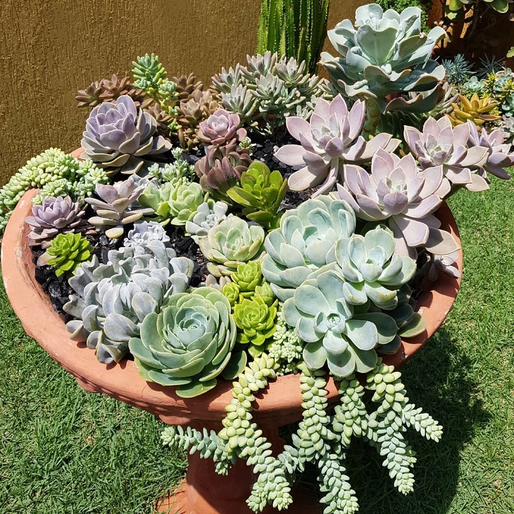 Foto de mini jardim de suculentas 2 - 4