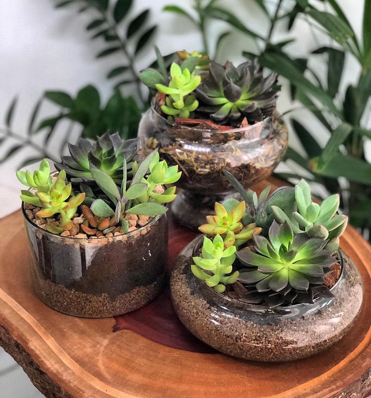 Foto de mini jardim de suculentas 28 - 30