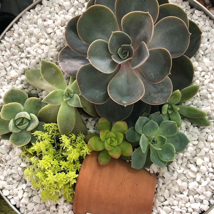 Foto de mini jardim de suculentas 3 - 5