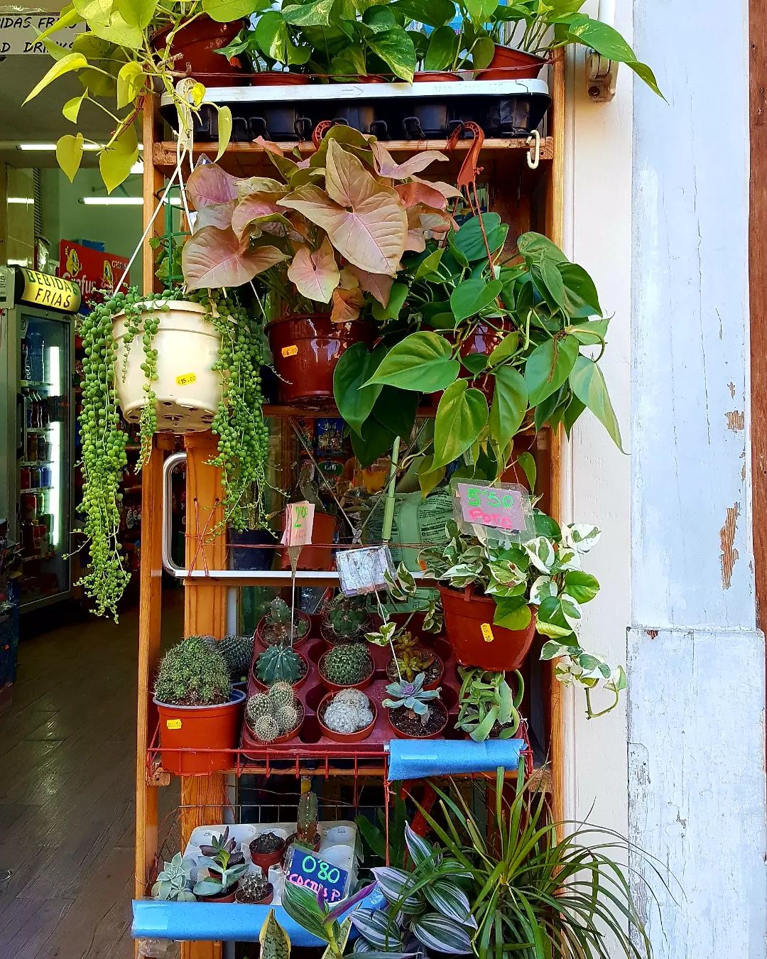 Singônio: 4 tipos + como cuidar e como usar na decoração [FOTOS]