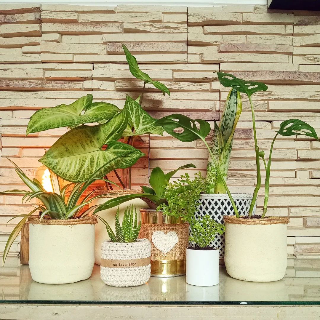 Singônio: 4 tipos + como cuidar e como usar na decoração [FOTOS]