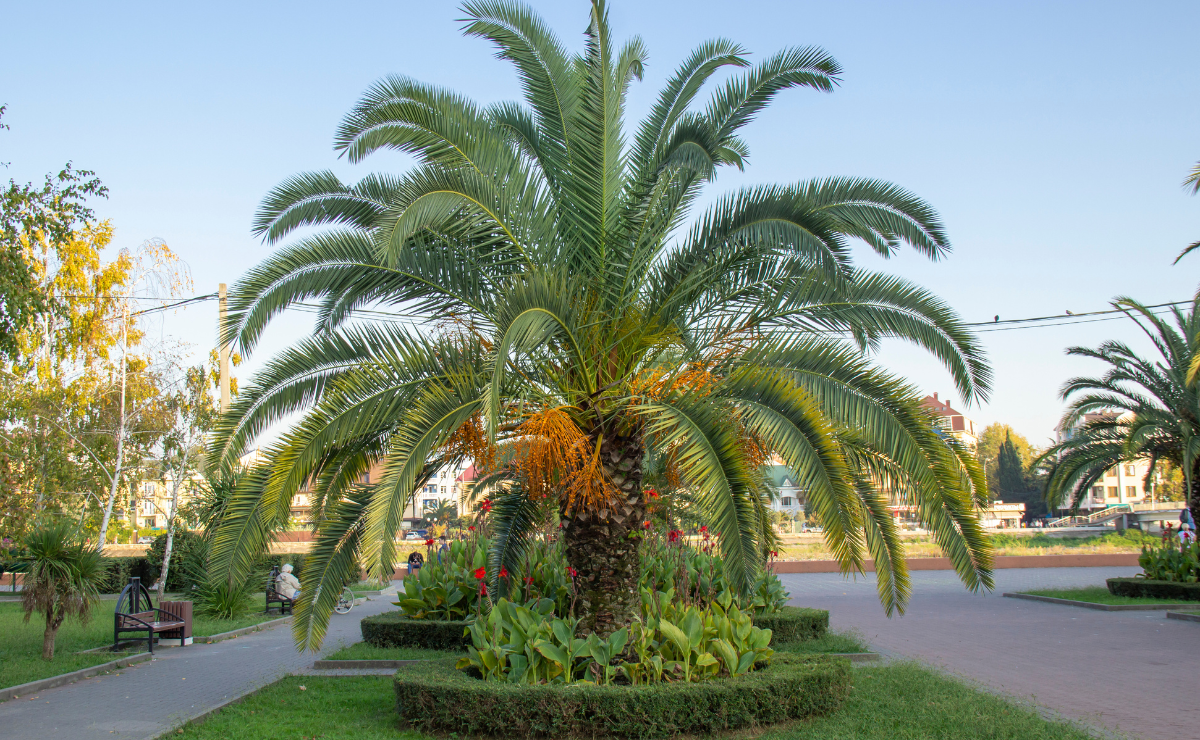 Com decorar o jardim com palmeira fênix e dicas de cuidado