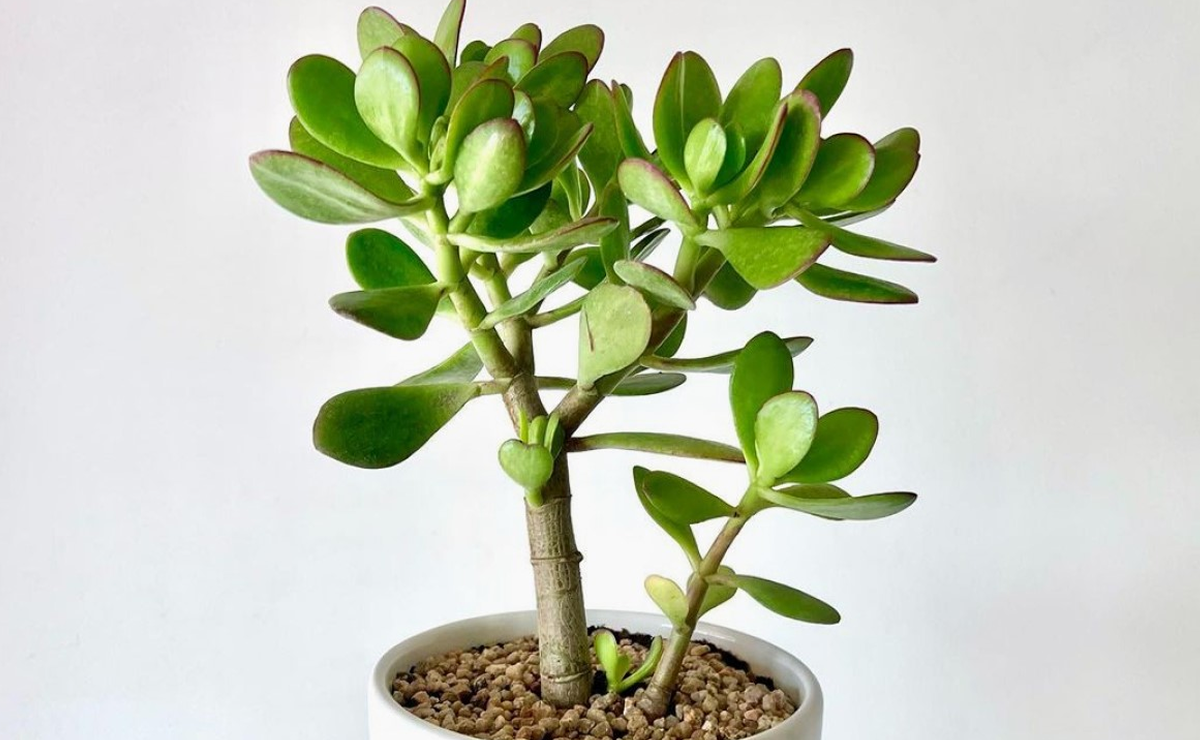 7 dicas imperdíveis para cuidar da sua planta jade
