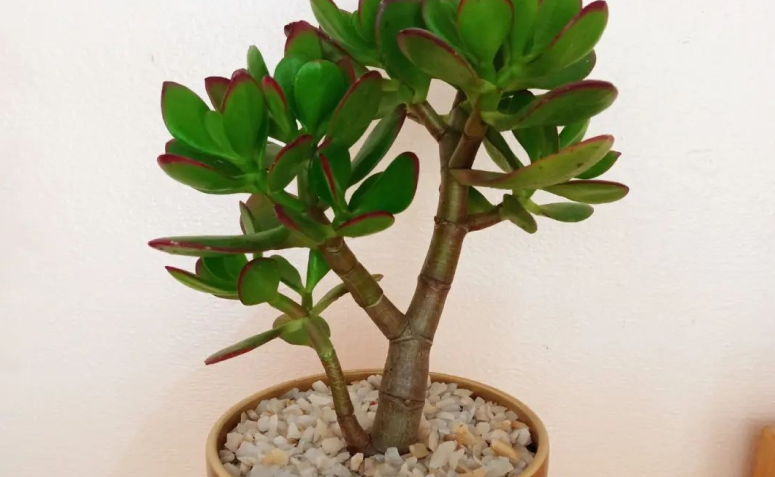 Foto de planta jade 01 1 - 5