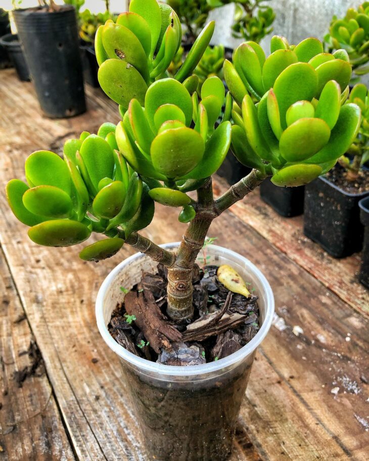 Foto de planta jade 03 - 7