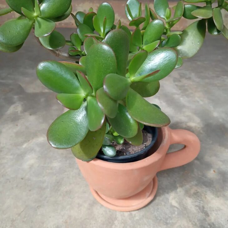 Foto de planta jade 04 - 8