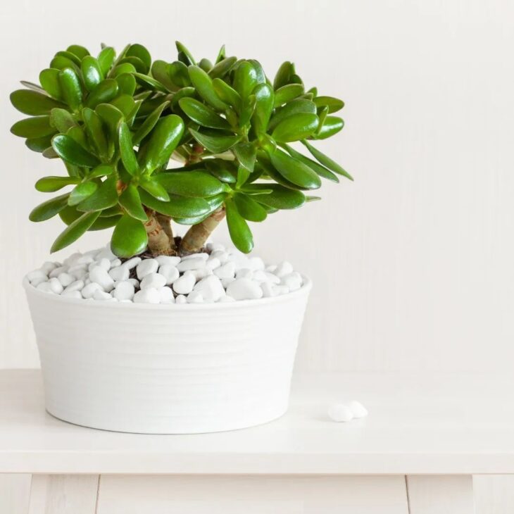 Foto de planta jade 05 - 9