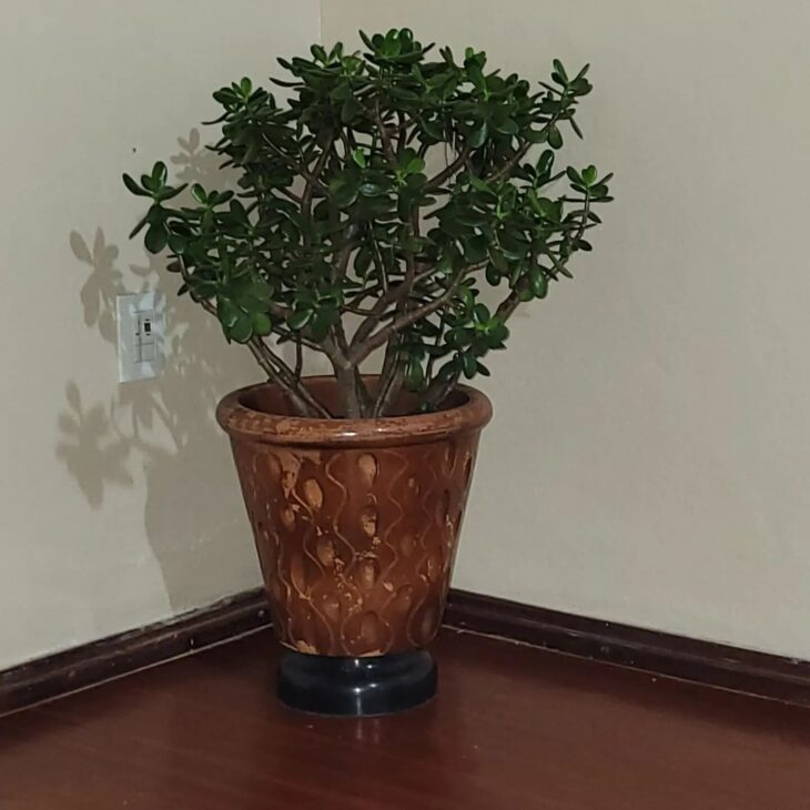 Foto de planta jade 11 - 15