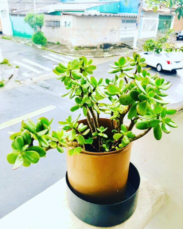 Foto de planta jade 12 - 16