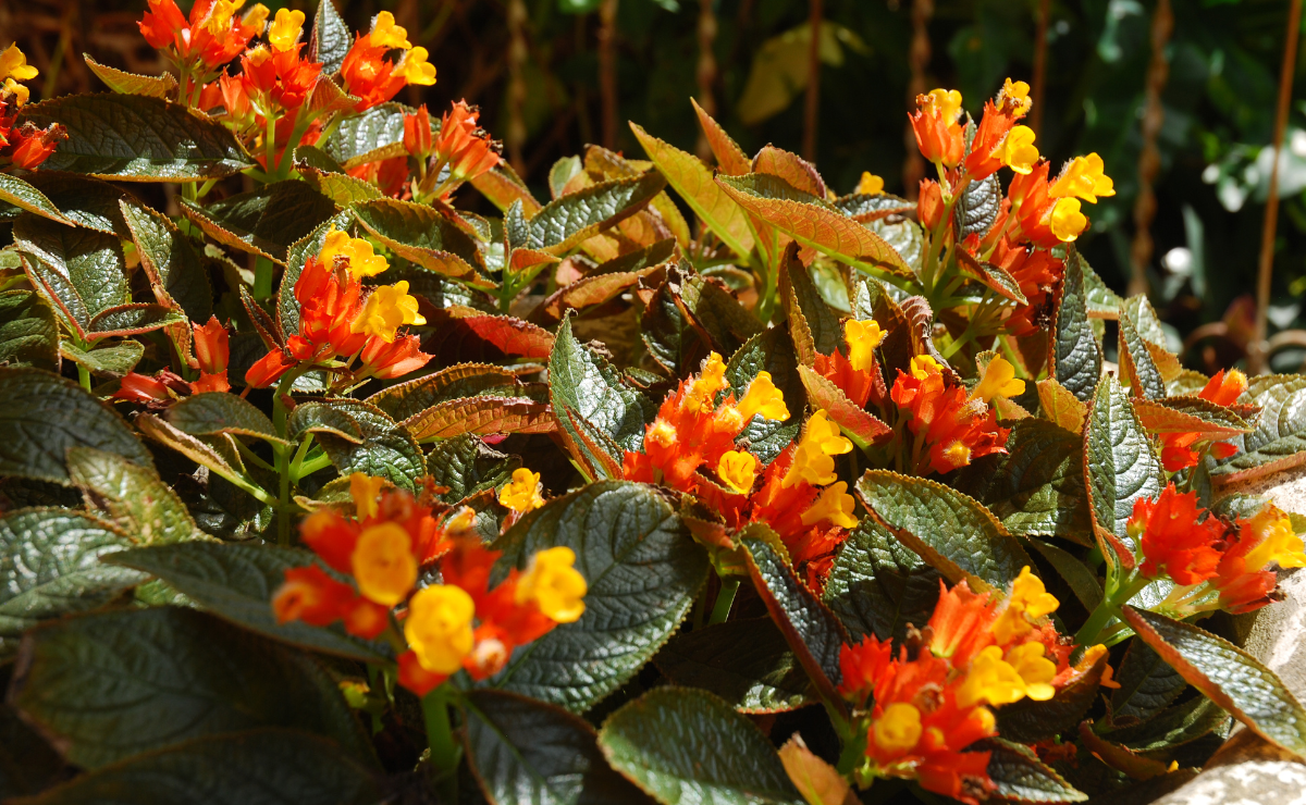 7 dicas e cuidados certeiros para cultivar planta-tapete em casa