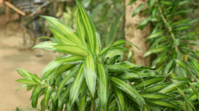 Foto de pleomele 00 - 4