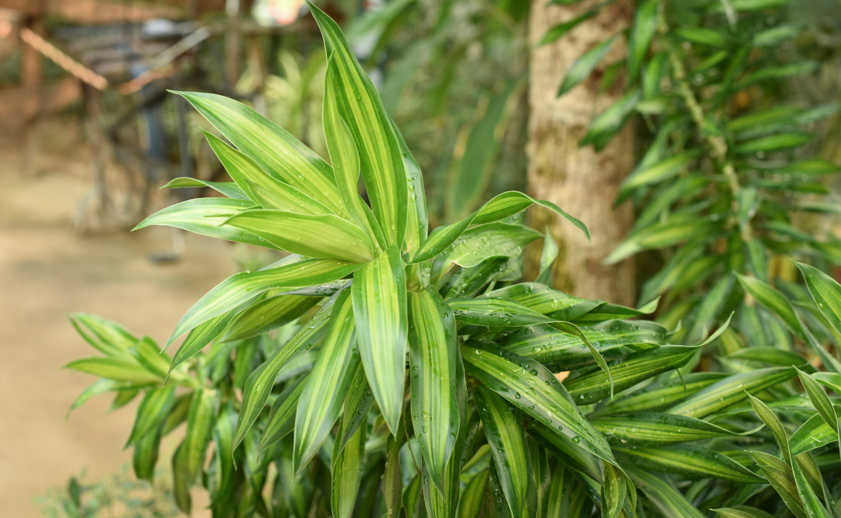 5 tipos de pleomele e dicas para cultivar em casa com sucesso