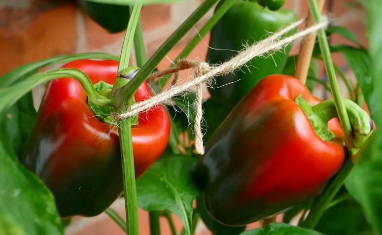 Como plantar pimentão: 9 dicas valiosas para cultivar a planta em casa