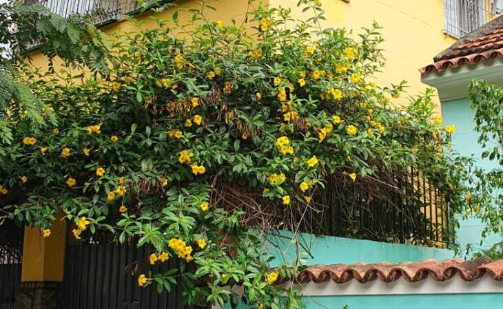 Foto de plantas para pergolado 101 - 4