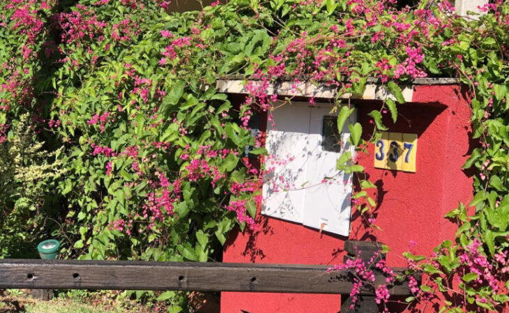 Foto de plantas para pergolado 102 - 5