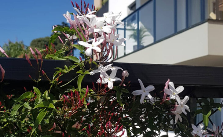 Foto de plantas para pergolado 105 - 8