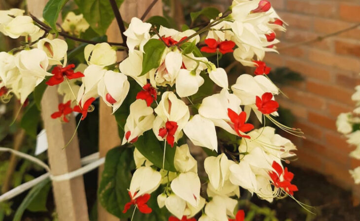 Foto de plantas para pergolado 106 - 9