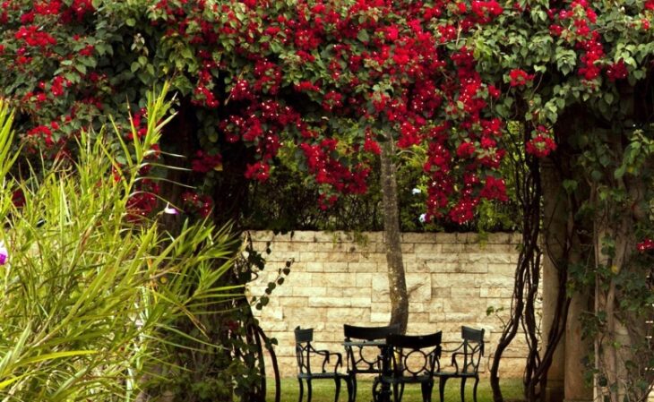 Foto de plantas para pergolado 107 - 10