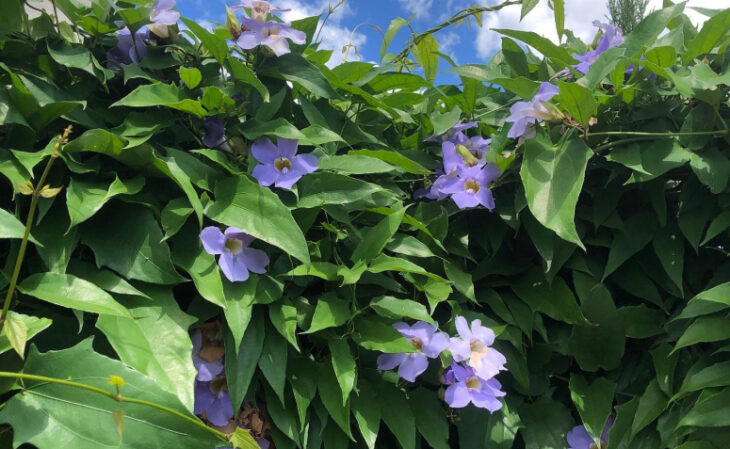 Foto de plantas para pergolado 111 - 13