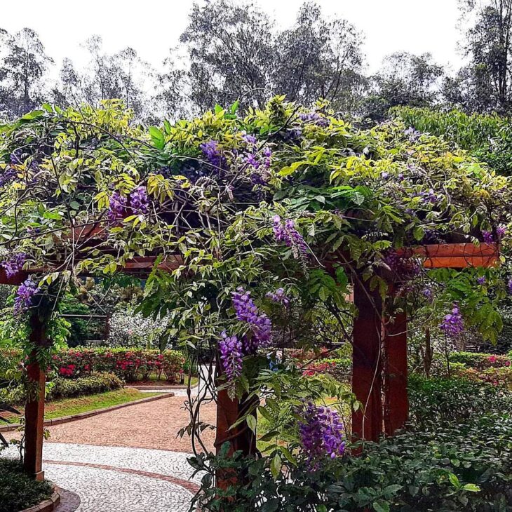 Foto de plantas para pergolado 13 - 27