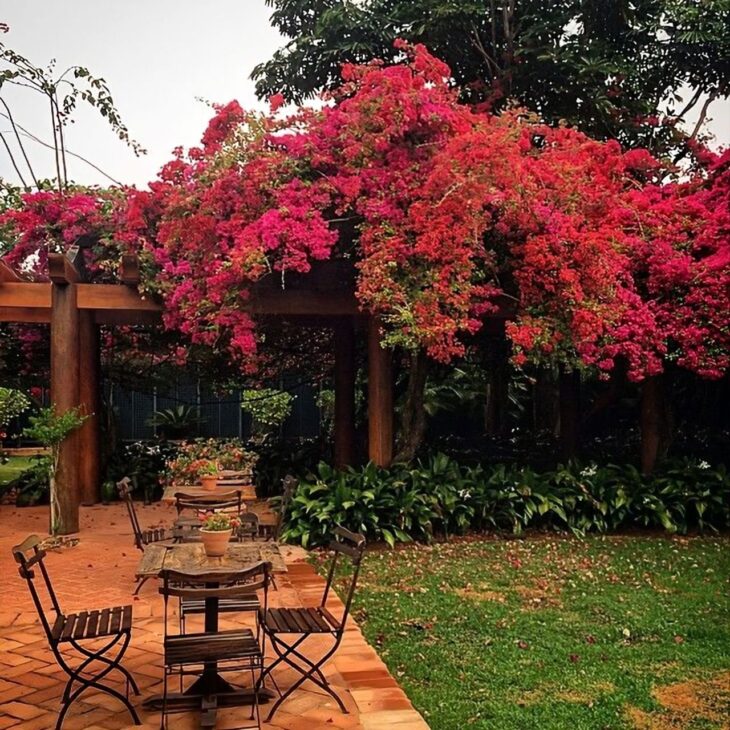 Foto de plantas para pergolado 7 - 23