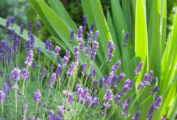 Como cultivar lavanda: beleza e perfume para o seu jardim