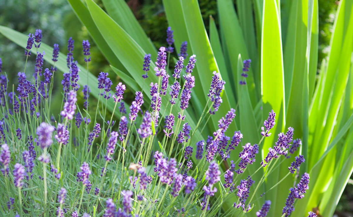 Como cultivar lavanda: beleza e perfume para o seu jardim