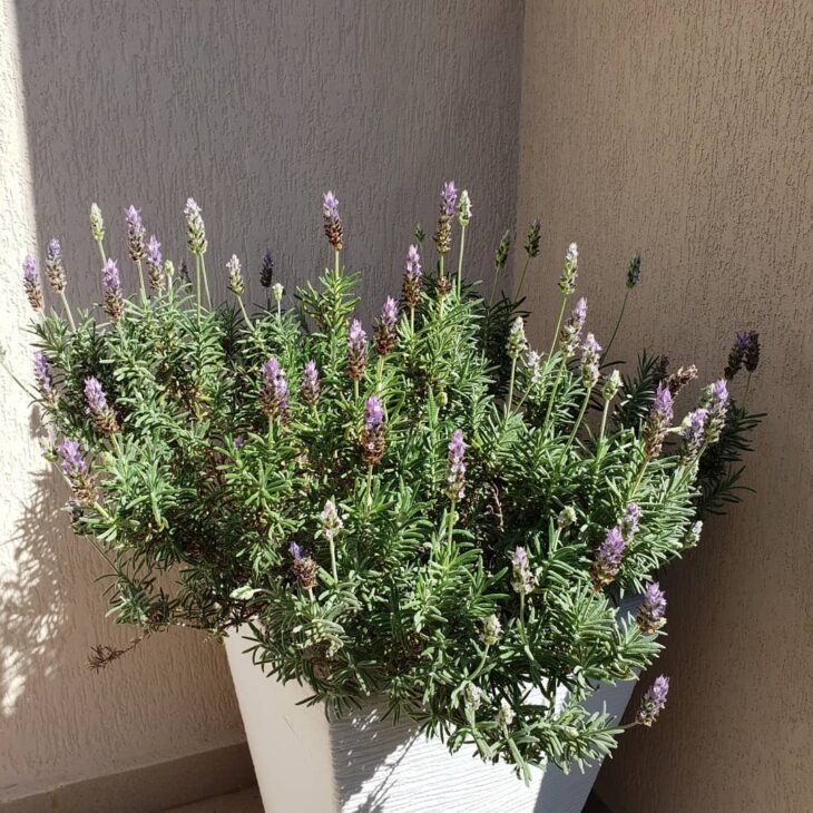 lavanda