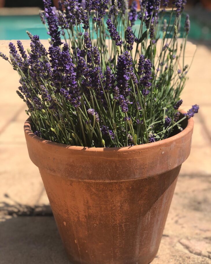 lavanda