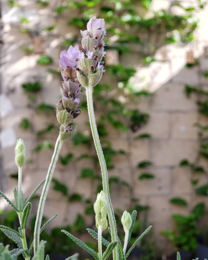 lavanda