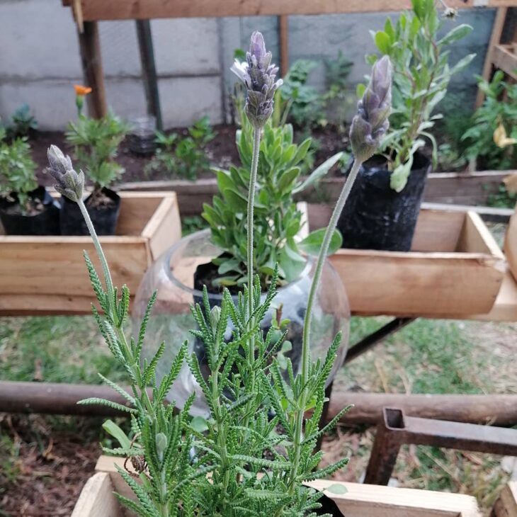 lavanda