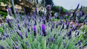 Foto de lavanda - 4