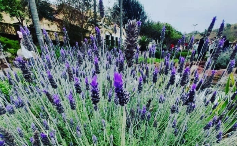 Como cultivar lavanda: beleza e perfume para o seu jardim