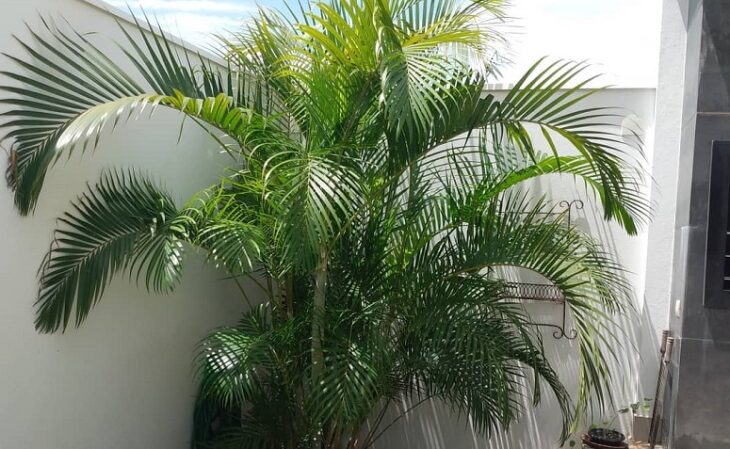 Foto de areca bambu 4 - 6