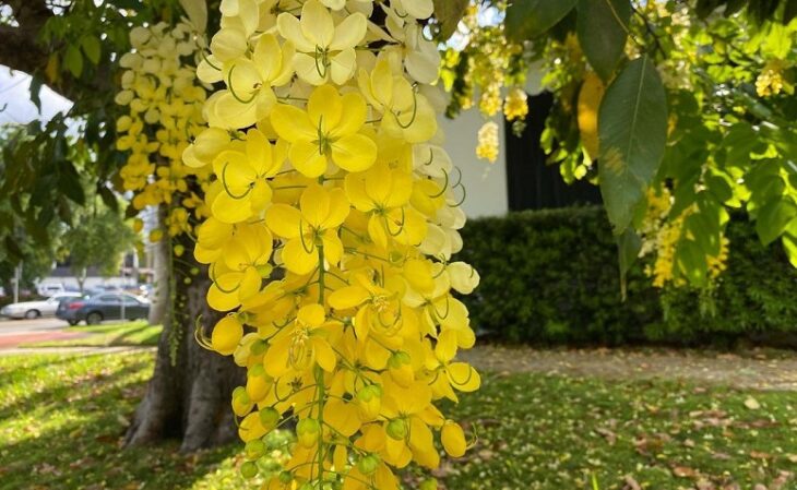 Foto de arvores para jardim 16 - 1