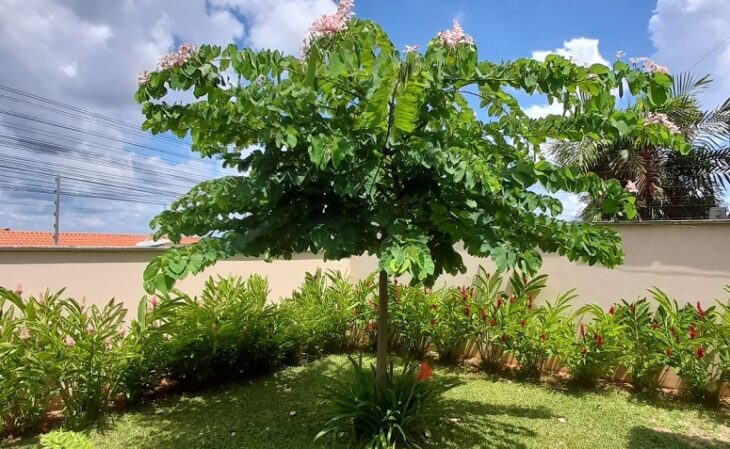 Foto de arvores para jardim 8 - 10