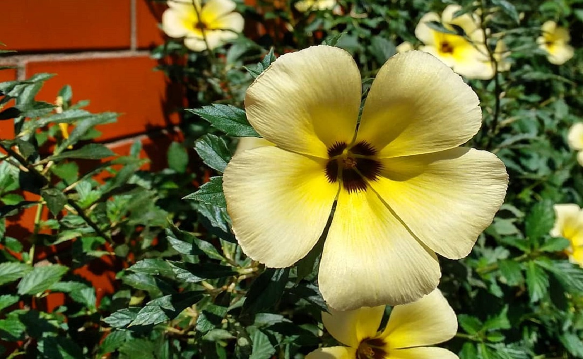 Conheça os benefícios da chanana e como cultivá-la em seu jardim