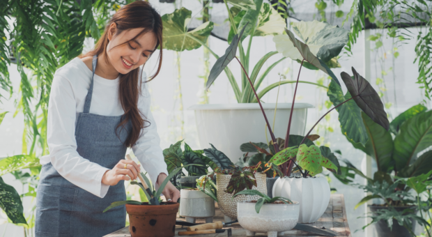 Saiba como começar na jardinagem com dicas e vídeos práticos