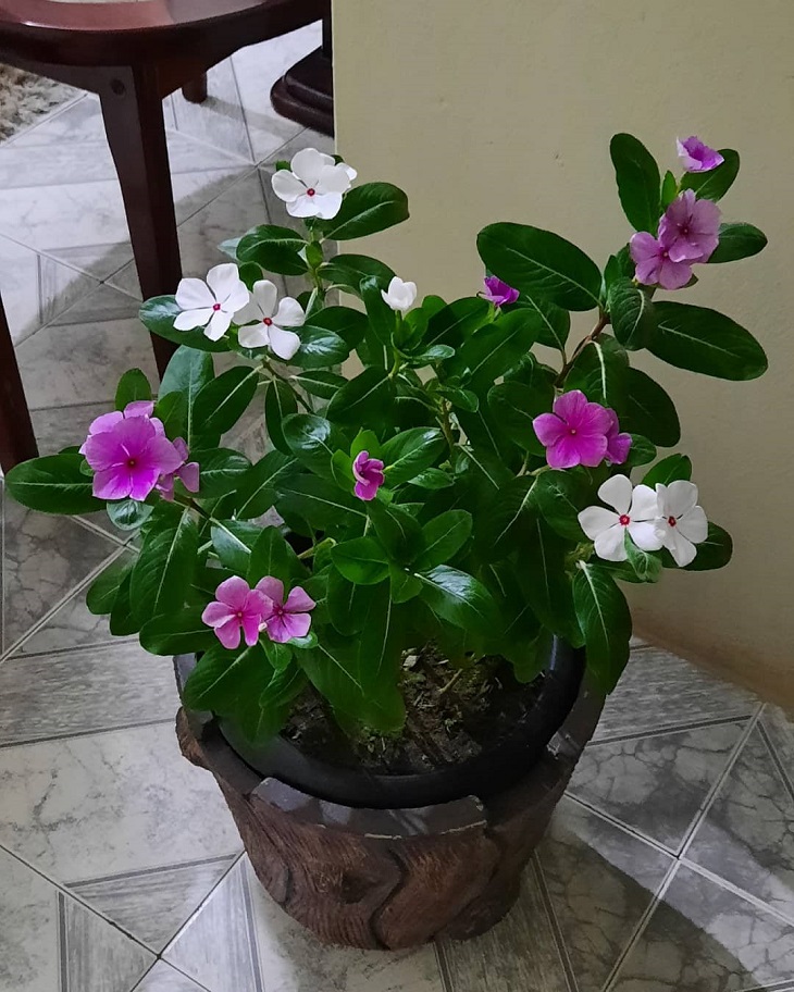 Foto de vinca 11 - 13