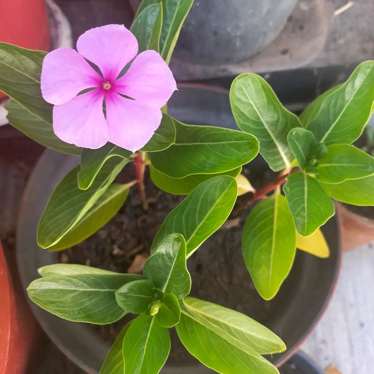 Foto de vinca 8 - 10