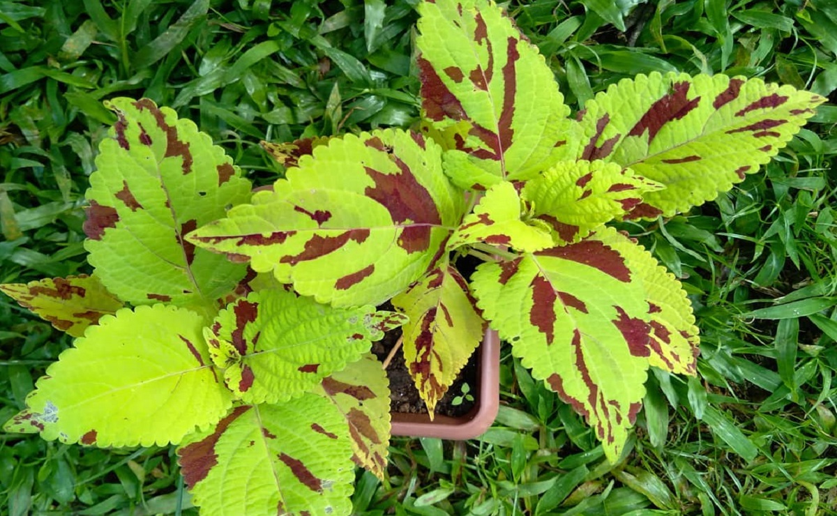 Dicas valiosas para cultivar coleus e ter uma decoração colorida em casa