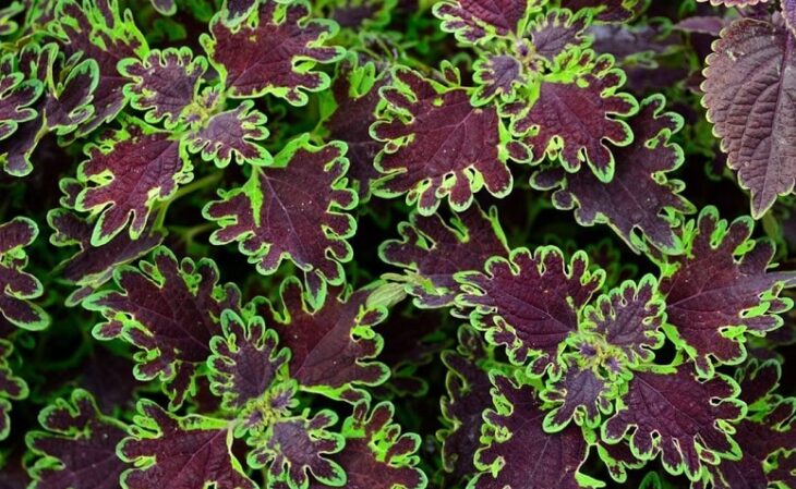 Foto de coleus 4 - 6