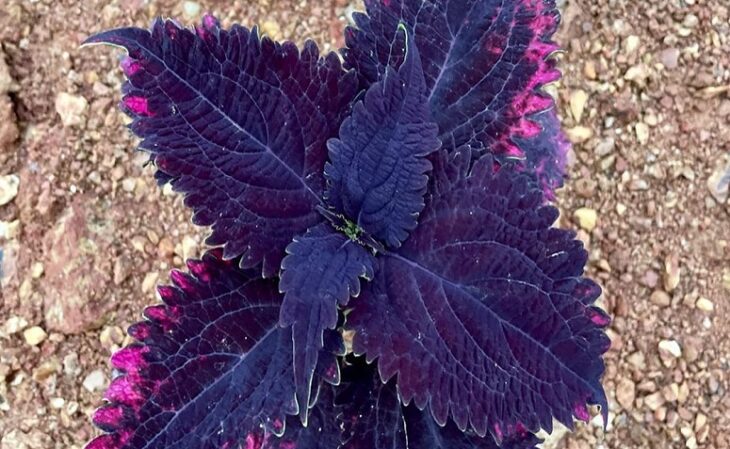 Foto de coleus 6 - 8