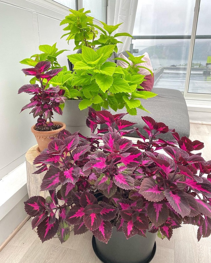 Foto de coleus 7 - 9