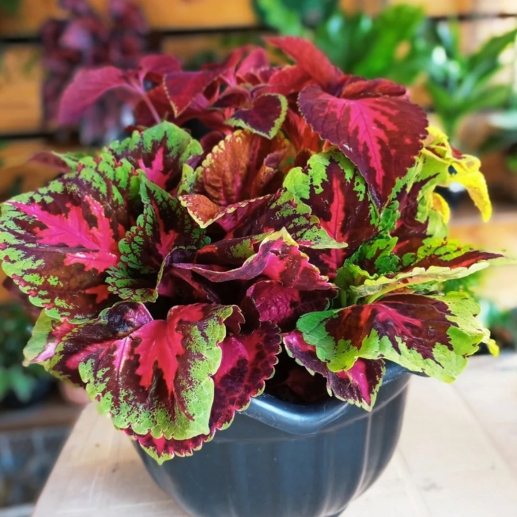 Foto de coleus 8 - 10