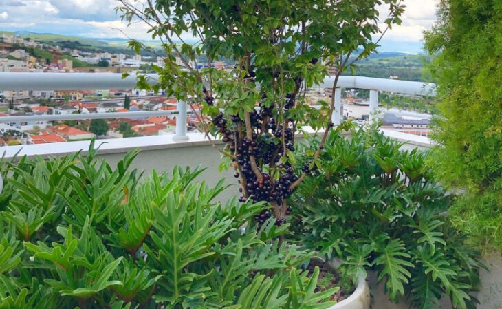 Foto de jabuticabeira em vaso 5 - 8