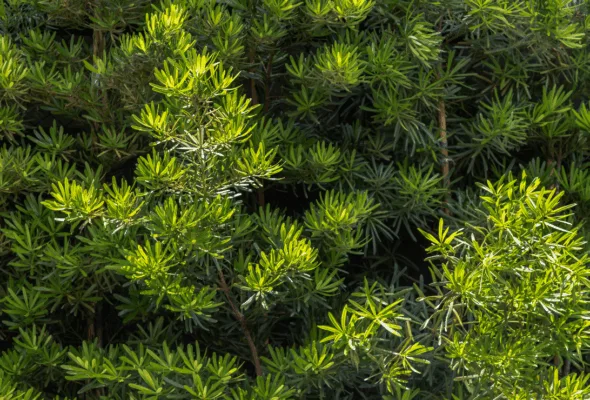 Dicas profissionais para cultivar o podocarpo no seu jardim